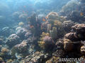 scuba diving photo
