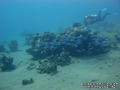 scuba diving photo