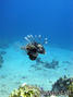 scuba diving photo
