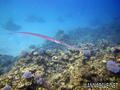 scuba diving photo