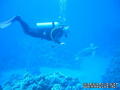 scuba diving photo