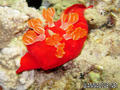 scuba diving photo