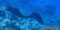 scuba diving photo