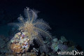 scuba diving photo