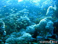scuba diving photo
