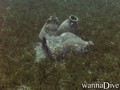 scuba diving photo