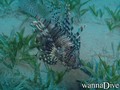scuba diving photo