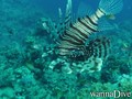 scuba diving photo