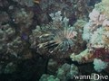 scuba diving photo