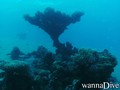 scuba diving photo