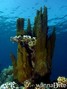 scuba diving photo