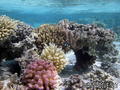 scuba diving photo