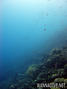 scuba diving photo
