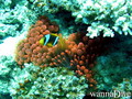 scuba diving photo