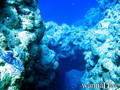scuba diving photo