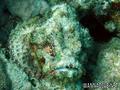 scuba diving photo