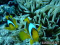 scuba diving photo