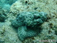 scuba diving photo
