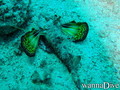 scuba diving photo