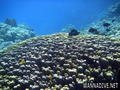 scuba diving photo