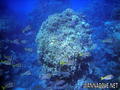 scuba diving photo