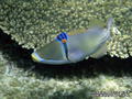 scuba diving photo