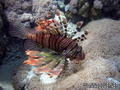 scuba diving photo