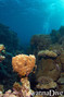 scuba diving photo