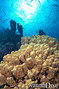 scuba diving photo