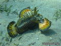 scuba diving photo