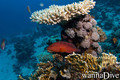 scuba diving photo