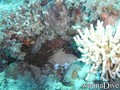 scuba diving photo