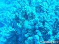 scuba diving photo