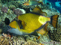 scuba diving photo