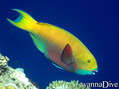 scuba diving photo