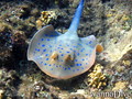 scuba diving photo