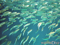 scuba diving photo