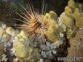 scuba diving photo