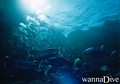 scuba diving photo