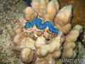 scuba diving photo