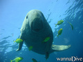 scuba diving photo