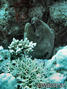 scuba diving photo