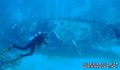 scuba diving photo
