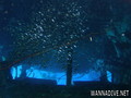 scuba diving photo