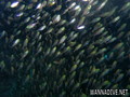 scuba diving photo