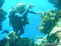 scuba diving photo
