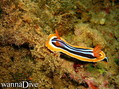 scuba diving photo