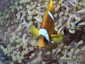 scuba diving photo