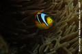 scuba diving photo