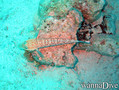 scuba diving photo